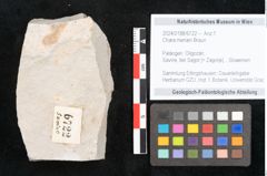 Foto (Objekt + Etikett) von Chara meriani Braun (NHMW-GEO-2024-0188-6722)